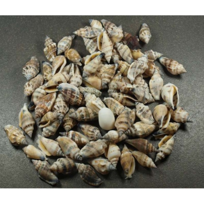 Coquillage n° 1 Gris Beige, par 100g