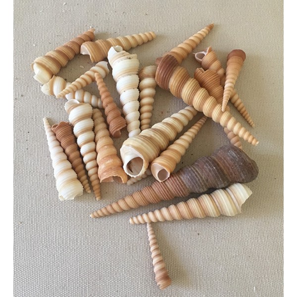 Coquillage - Turitella Terebra 4-6cm, par 100g